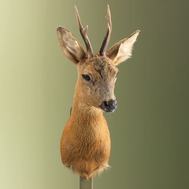 3760 Reebok Zomervacht